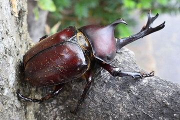 Close up of beetle, a big insect