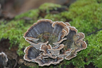 Schmetterlings-Porling