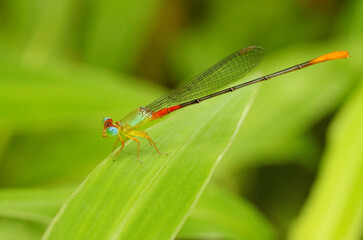 Orange Tailed Marsh Dart Damselfly, Ceriagrion cerinorubellum, Karkala, Mangalore, Karnataka India
