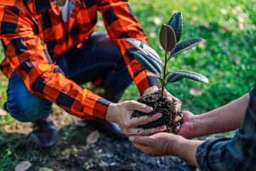 World environment day afforestation nature and ecology concept The hands of a young male volunteer are delivering seedlings and trees growing in the ground while working to save the Earth, Earth Day.