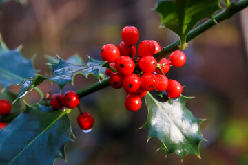 Ilex aquifolium . Holly green foliage with matures red berries. Green leaves and red berry...