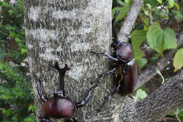 Close up of beetle, a big insect