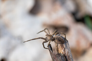 Small brown wild spider sitting on branch, basking in the sun in spring forest. Super macro close-up with blurred background and copy space
