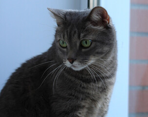 a beautiful gray cat with a white muzzle and green eyes