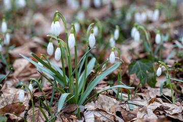 spring snowdrops in spring