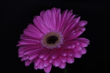 pink gerbera flower