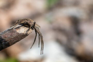 Small brown wild spider sitting on branch bask in the sun in spring forest. Super macro close-up with blurred background