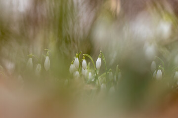 spring snowdrops in spring