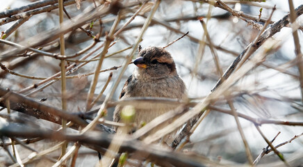 A sparrow sits on a branch and looks