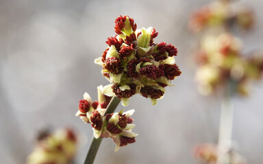The buds on the branches of the tree bloom