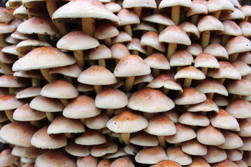 Shot of group mushrooms known as sulphur tuft or clustered woodlover