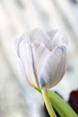 Tulip beautiful vibrant flower close up macro photo