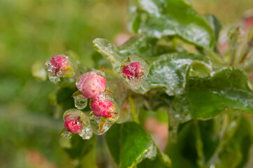 delicate apple blossoms covered with a sparkling layer of ice. Selective focus