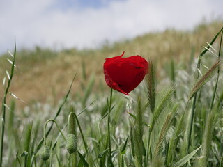 A bright red bud of a poppy flower on a field on a sunny spring day. Flowering of meadow flowers.