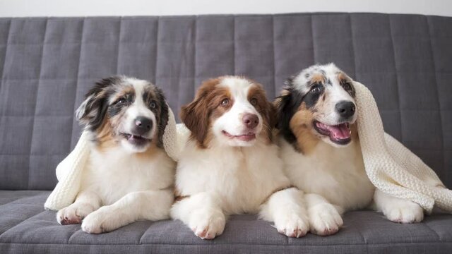 4k. Three beatiful Small Australian shepherd puppy dog lying on couch