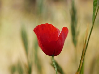 A bright red bud of a poppy flower on a field on a sunny spring day. Flowering of meadow flowers.