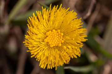 yellow flower of a coltsfoot -Tussilago farfara