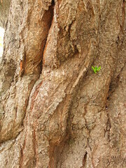 小さい若葉の生える春の桜の古木の樹皮