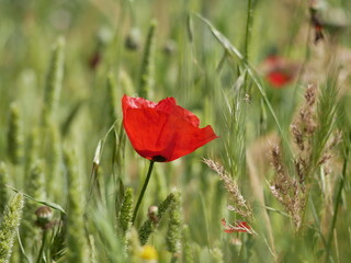 Obraz premium A bright red bud of a poppy flower on a field on a sunny spring day. Flowering of meadow flowers.