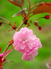 若草茂る土手を背景にした春の満開の八重桜