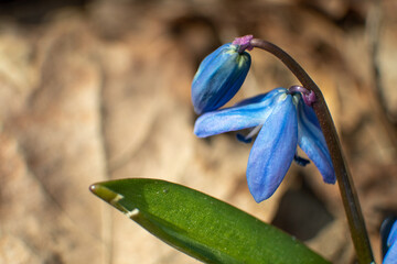 Blue scilla, squill macro with green leaf. Snowdrops flowers blooming close-up with blurred...