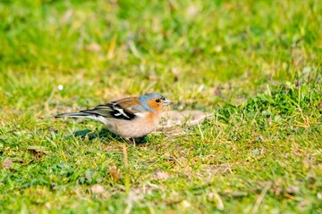 portrait of chaffinch in the grass
