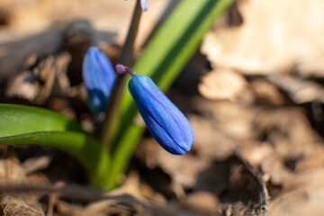 Blue scilla, squill bud macro with green leaves. Snowdrops flowers blooming close-up with blurred background. Sunny spring wild forest details