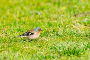 portrait of chaffinch in the grass