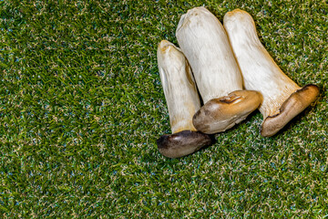 Porcini Mushrooms. Copy Space. Flatlay. Uncooked isolated mushrooms on green grass.Stock Image.   