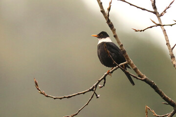 White Collared Black Bird, Turdus albocinctus, Sattal, Uttarakhand, India
