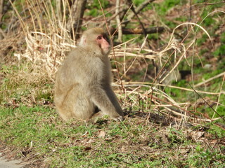 白神山地のニホンザル