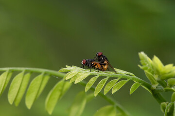 Mating of Housefly, Musca domestica, West Bengal, India