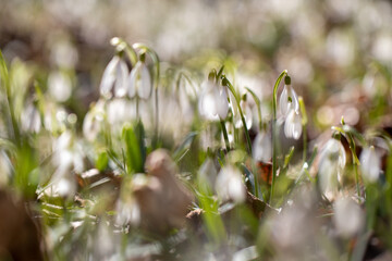 spring snowdrop flowers