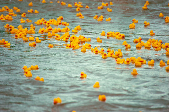 Viele gelbe Gummienten im Wasser