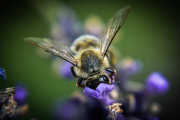 Biene holt Necktar aus Lavendel