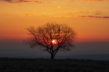 tree silhouette at sunrise 