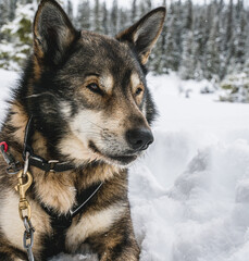 Close up of a Alaskan husky sled dog resting in the snow.