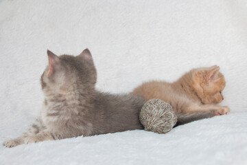 two beige and red striped British cat kittens on a white blanket with a ball of thread. Time to play