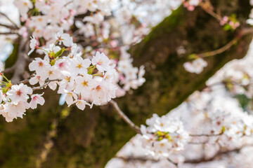 春の陽光を浴びる桜の花
