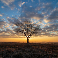 lone tree in sunrise