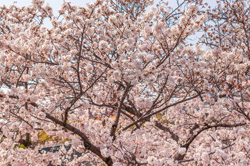 満開の桜