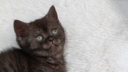 Portrait. black small british cat kitten on a white plaid.