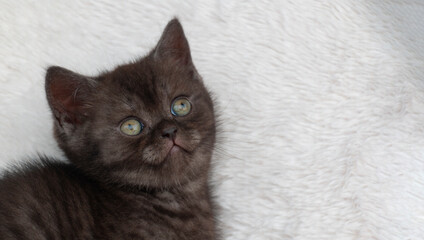 Obraz premium Portrait. black small british cat kitten on a white plaid.