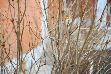 Close-up of shrubs with new spring red branches