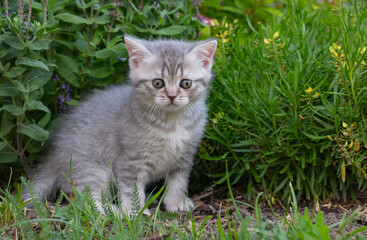 Naklejka na ściany i meble Scared little british cat kitten on green grass