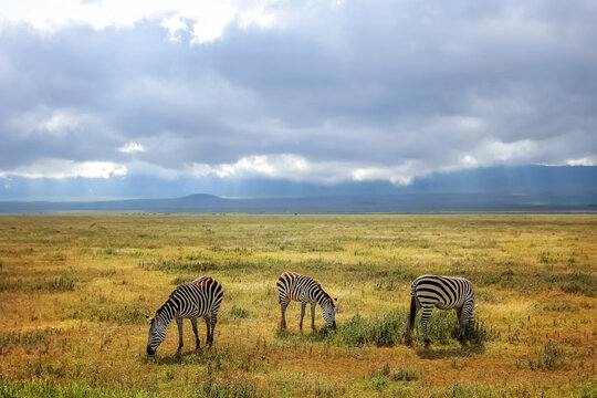African zebras on a background of beautiful clouds in the savannah. Ngorongoro Crater. Tanzania.
