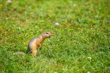 Naklejka na ściany i meble A marmot runs through the grass with a clot of harvested hay