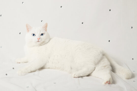 white cat on white fatin with rhinestones