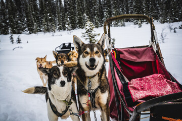 Alaskan huskies sled dogs, mushing through a snowy winter wilderness in the arctic north.