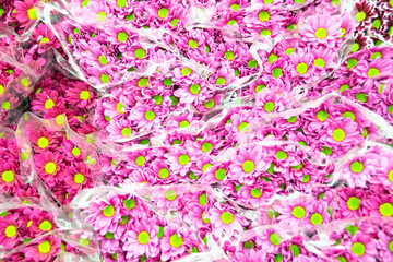 Pink chrysanthemums with yellow inflorescences core bouquets close up.